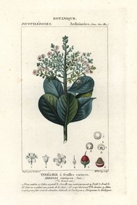 Drewno wołowe, Ardisia coriacea autorstwa Stanghi Stanghi