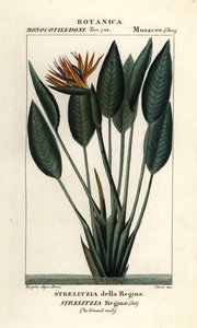 Rajski ptak, Strelitzia reginae autorstwa Stanghi Stanghi