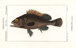 Czarny granik , Mycteroperca bonaci