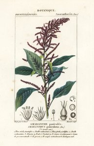 Krwawy amarant autorstwa Stanghi Stanghi