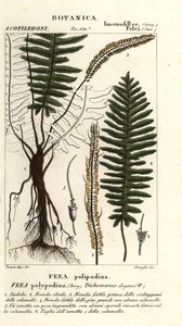 Paproć włosia, Trichomanes elegans autorstwa Stanghi Stanghi