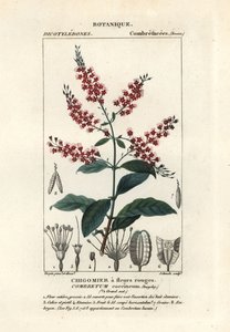 Bushwillow , Combretum coccineum autorstwa Stanghi Stanghi