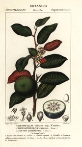 Kainit, Chrysophyllum cainit autorstwa Stanghi Stanghi