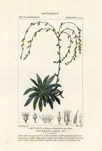 Kanion żyje wiecznie, Dudleya cymosa autorstwa Stanghi Stanghi