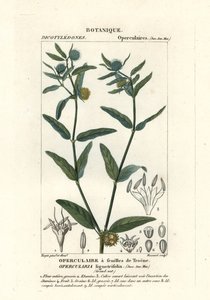 Gruba ostrogowata , Opercularia aspera