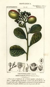 Kokoplum, Chrysobalanus icaco autorstwa Stanghi Stanghi