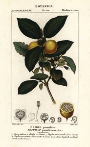 Wspólna guawa, Psidium guajava autorstwa Stanghi Stanghi