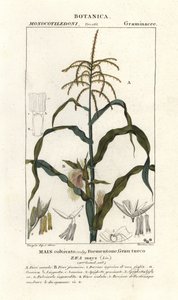 Kukurydza lub kukurydza, Zea mays autorstwa Stanghi Stanghi