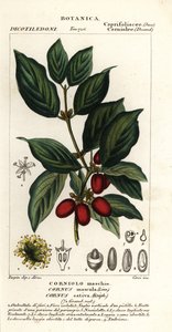 dereń dereń zwyczajny, Cornus mas