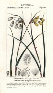 Bawełna zwyczajna lub wełnianka, Eriophorum angustifolium autorstwa Stanghi Stanghi
