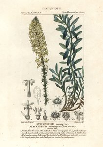 Świece kremowe, Stackhousia monogyna autorstwa Stanghi Stanghi