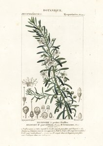 Pełzająca boobialla , Myoporum parvifolium autorstwa Stanghi Stanghi