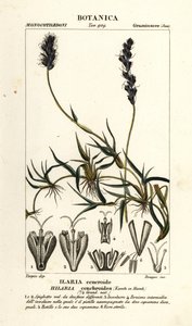 Mesquite kędzierzawe, Hilaria cenchroides autorstwa Stanghi Stanghi