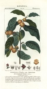 śliwka daktylowa, lotos diospyros