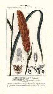 Eriochrysis cayannensis, tropikalna trawa amerykańska autorstwa Stanghi Stanghi