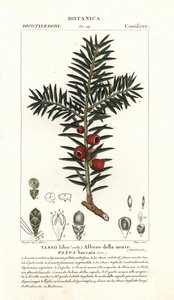 Cis pospolity , Taxus baccata
