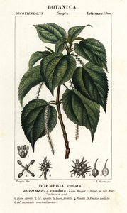 Fałszywa pokrzywa, Boehmeria caudata