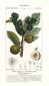 Drzewo figowe i owoce, Ficus carica