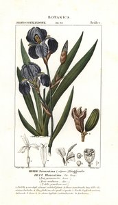 Irys florencki, Iris germanica var florentina
