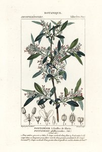 Fontanesia phillyreoides autorstwa Stanghi Stanghi