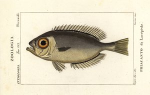 Bigeye Glasseye, Heteropriacanthus cruentatus autorstwa Stanghi Stanghi