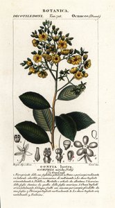 Gomphia nitida autorstwa Stanghi Stanghi