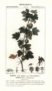 Agrest, Ribes uva-crispa autorstwa Stanghi Stanghi