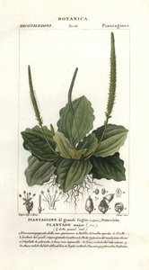 Babka większa, Plantago major autorstwa Stanghi Stanghi