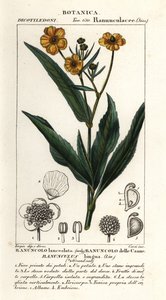 Włócznik większy , Ranunculus lingua autorstwa Stanghi Stanghi
