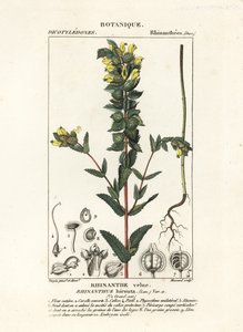 Większa żółta grzechotka , Rhinanthus alectorolophus autorstwa Stanghi Stanghi