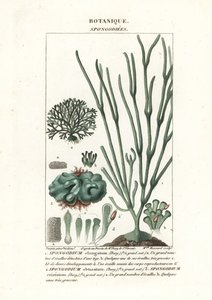 Zielone algi Gatunki Spongodium autorstwa Stanghi Stanghi