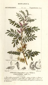 Indygo gwatemalskie, Indigofera suffruticosa autorstwa Stanghi Stanghi
