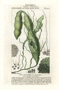 Gutweed lub trawiaste wodorosty, Ulva intestinalis autorstwa Stanghi Stanghi