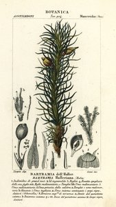 Mech jabłoni Hallera, Bartramia halleriana autorstwa Stanghi Stanghi