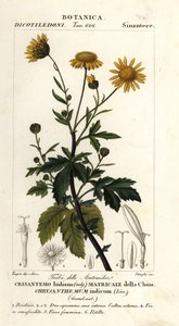 Chryzantema indyjska, Chrysanthemum indicum