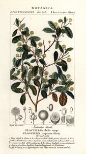 Śliwka indyjska, Flacourtia indica