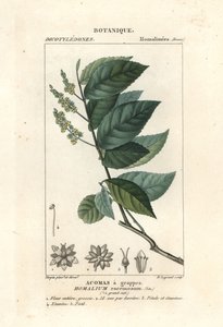 Ironwood, Homalium klasterum autorstwa Stanghi Stanghi