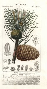 Sosna włoska, Pinus pinea, Sosna kamienna