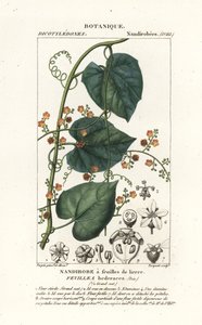 Javillo lub kakon antidotum, Fevillea cordifolia autorstwa Stanghi Stanghi
