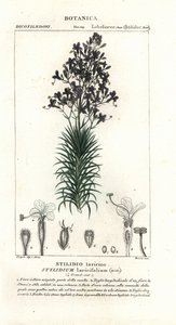 Larch-leaf or tree triggerplant, Stylidium laricifolium   1399232   pl       polish Successfully Translated  Original: Cupid Asleep Translat: Cupid Asleep 1236565 pl polish Successfully Translated Original: The Passing of Arthur, 1874. Translat: The Passin autorstwa Stanghi Stanghi