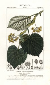 Lipa lub lipa, Tilia alba