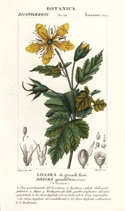 Loasea wielkokwiatowa autorstwa Stanghi Stanghi
