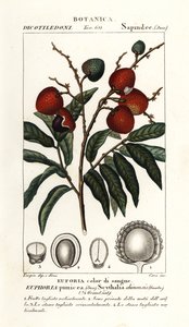 Owoc liczi, Litchi chinensis autorstwa Stanghi Stanghi