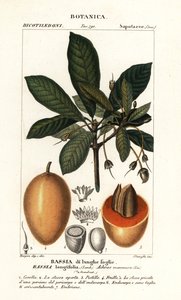 Drzewo Mahuwa, Madhuca longifolia