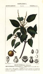 Manchineel lub jabłoń plażowa, Hippomane mancinella