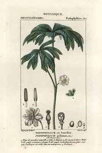 Mayapple, Podophyllum peltatum autorstwa Stanghi Stanghi