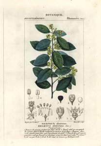Rokitnik śródziemnomorski , Rhamnus alaternus autorstwa Stanghi Stanghi