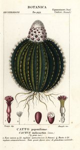 Kaktus melonowy, Melocactus caroli-linnaei autorstwa Stanghi Stanghi