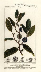 Napoleonaea imperialis autorstwa Stanghi Stanghi