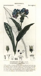 Miodnik wąskolistny, Pulmonaria angustifolia autorstwa Stanghi Stanghi